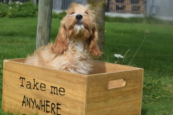 Cockapoo (reu) 67360