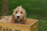 Cockapoo (reu) 67360