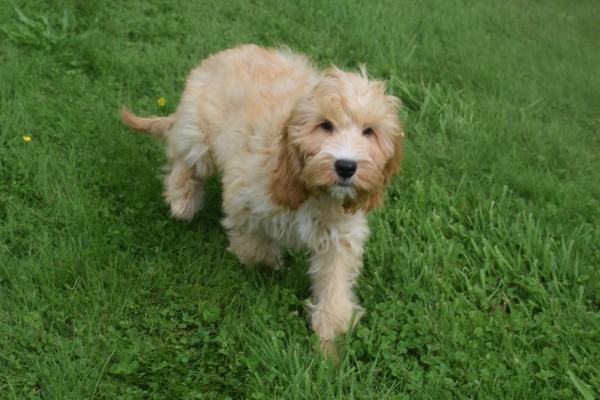 Cockapoo (reu) 67360