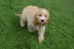 Cockapoo (reu) 67360