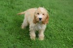 Cockapoo (reu) 67360