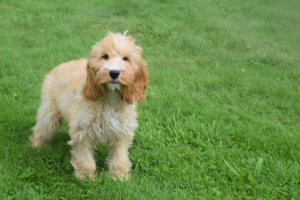 Cockapoo (reu) 67360