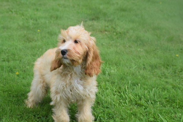 Cockapoo (reu) 67360