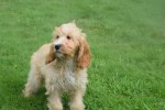 Cockapoo (reu) 67360