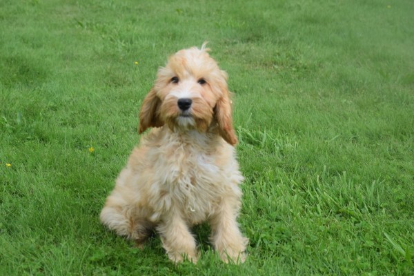 Cockapoo (reu) 67360