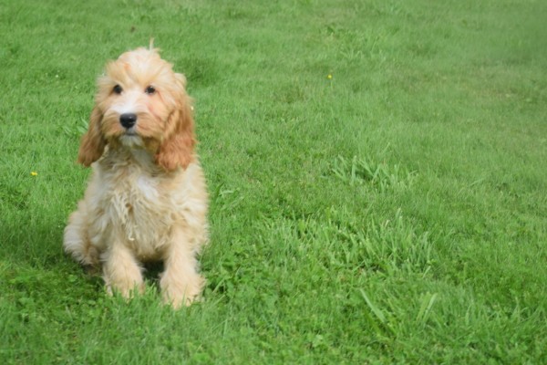 Cockapoo (reu) 67360