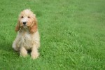 Cockapoo (reu) 67360