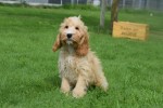 Cockapoo (reu) 67360