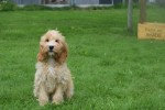 Cockapoo (reu) 67360