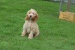 Cockapoo (reu) 67360