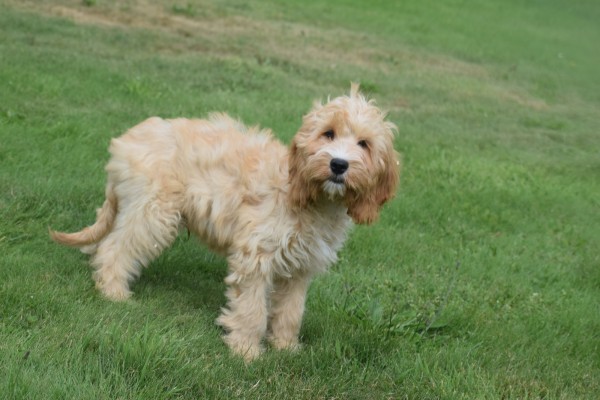 Cockapoo (reu) 67360