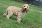 Cockapoo (reu) 67360