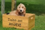 Cockapoo (reu) 51421