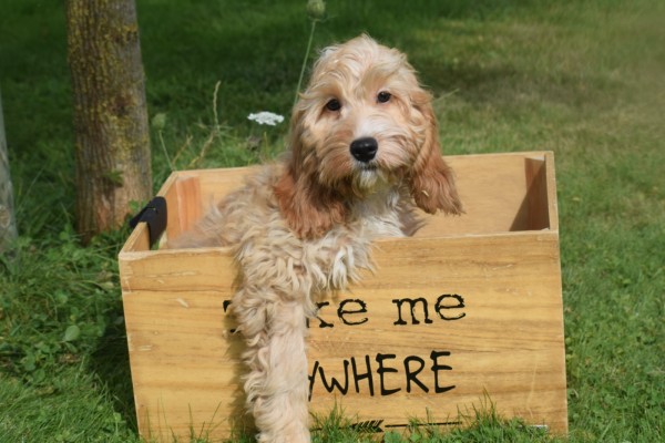 Cockapoo (reu) 51421