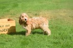 Cockapoo (reu) 51421