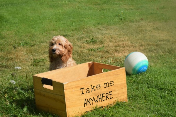 Cockapoo (reu) 51421