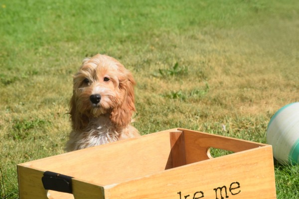 Cockapoo (reu) 51421