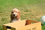 Cockapoo (reu) 51421