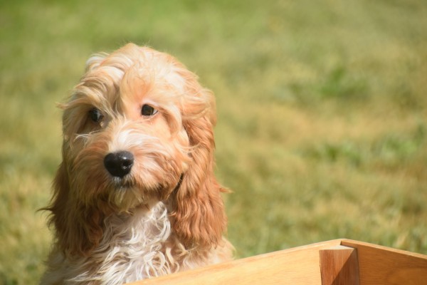Cockapoo (reu) 51421