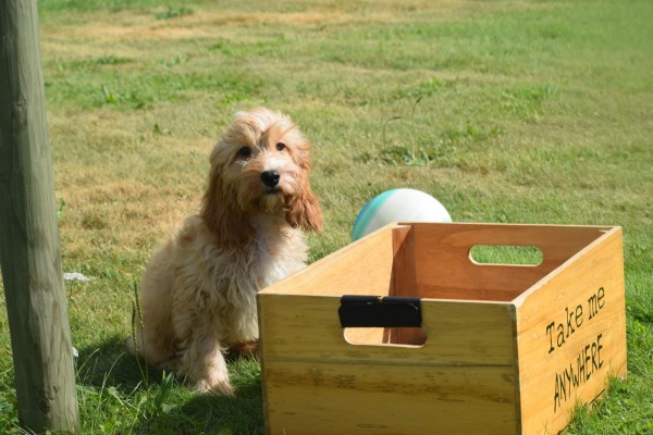 Cockapoo (reu) 51421