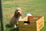 Cockapoo (reu) 51421