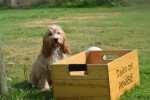 Cockapoo (reu) 51421