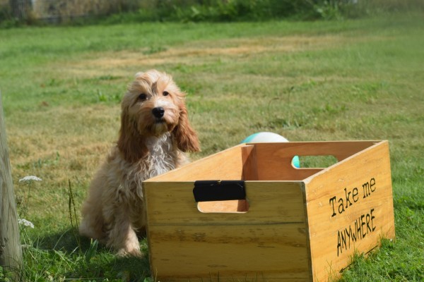 Cockapoo (reu) 51421
