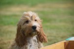 Cockapoo (reu) 51421