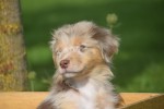 Australische herdershond (teef) 67580