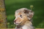 Australische herdershond (teef) 67580