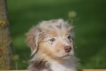 Australische herdershond (teef) 67580