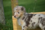 Australische herdershond (teef) 67580