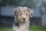Australische herdershond (teef) 67580