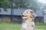 Australische herdershond (teef) 67580