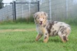 Australische herdershond (teef) 67580