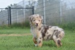 Australische herdershond (teef) 67580