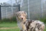 Australische herdershond (teef) 67580