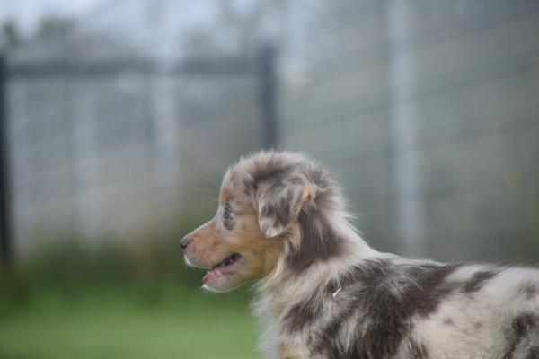 Australische herdershond (teef) 67580