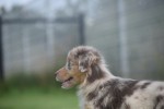 Australische herdershond (teef) 67580