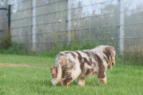 Australische herdershond (teef) 67580