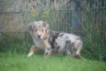 Australische herdershond (teef) 67580