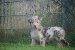 Australische herdershond (teef) 67580