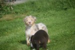 Australische herdershond (teef) 67580