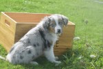Australische herdershond (reu) 44494