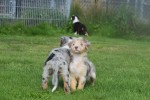 Australische herdershond (reu) 44494