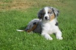 Australische herdershond (reu) 44494