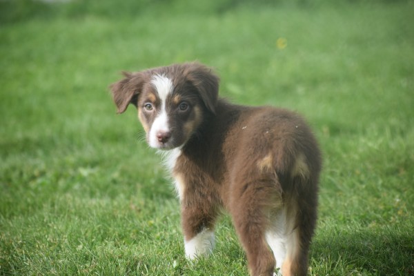Australische herdershond (teef) 67435