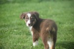 Australische herdershond (teef) 67435