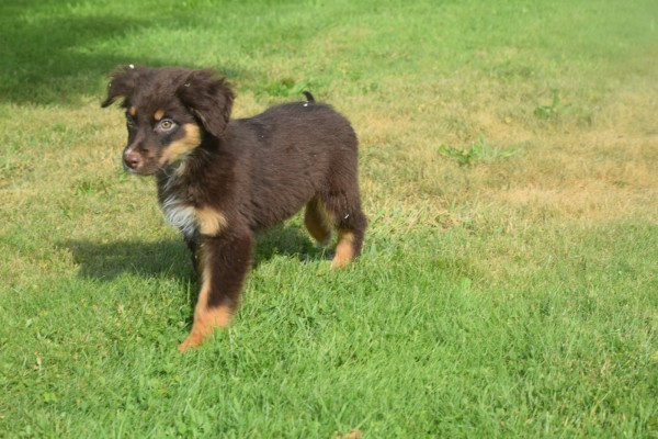 Australische herdershond (reu) 44550