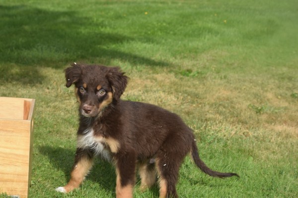 Australische herdershond (reu) 44550